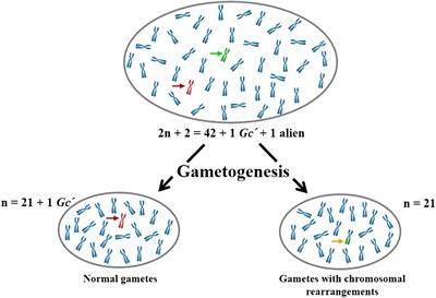 Gametocidal genes: from a discovery to the application in wheat breeding